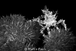 climb

a spiky soft coral crab climbing to higher ground by Marco Fierli 